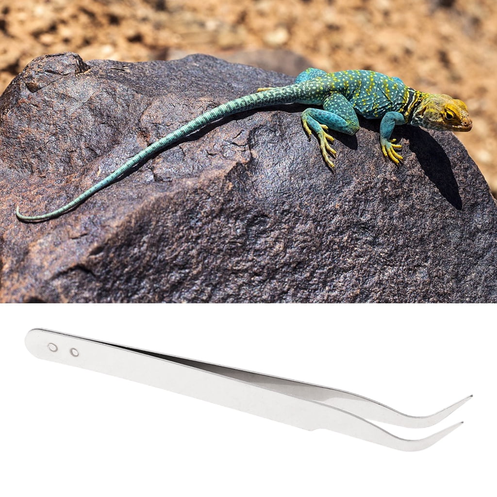 Reptile Feeding Tweezers Stainless Feeder Tweezers for Pet Snakes Lizard